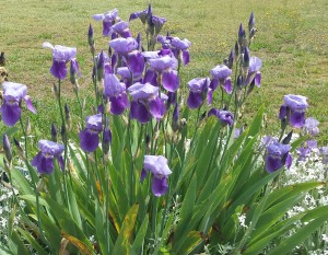 garden school iris purple