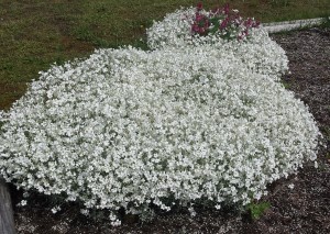 garden school white flowers