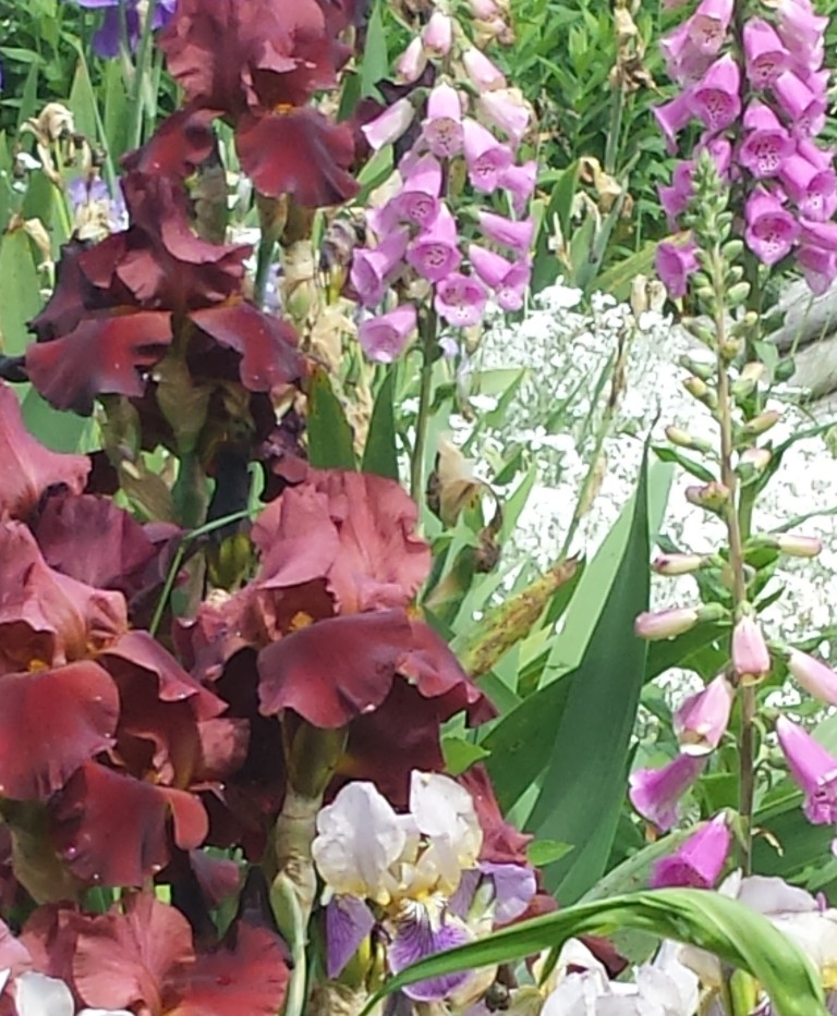 Malakwa School Garden